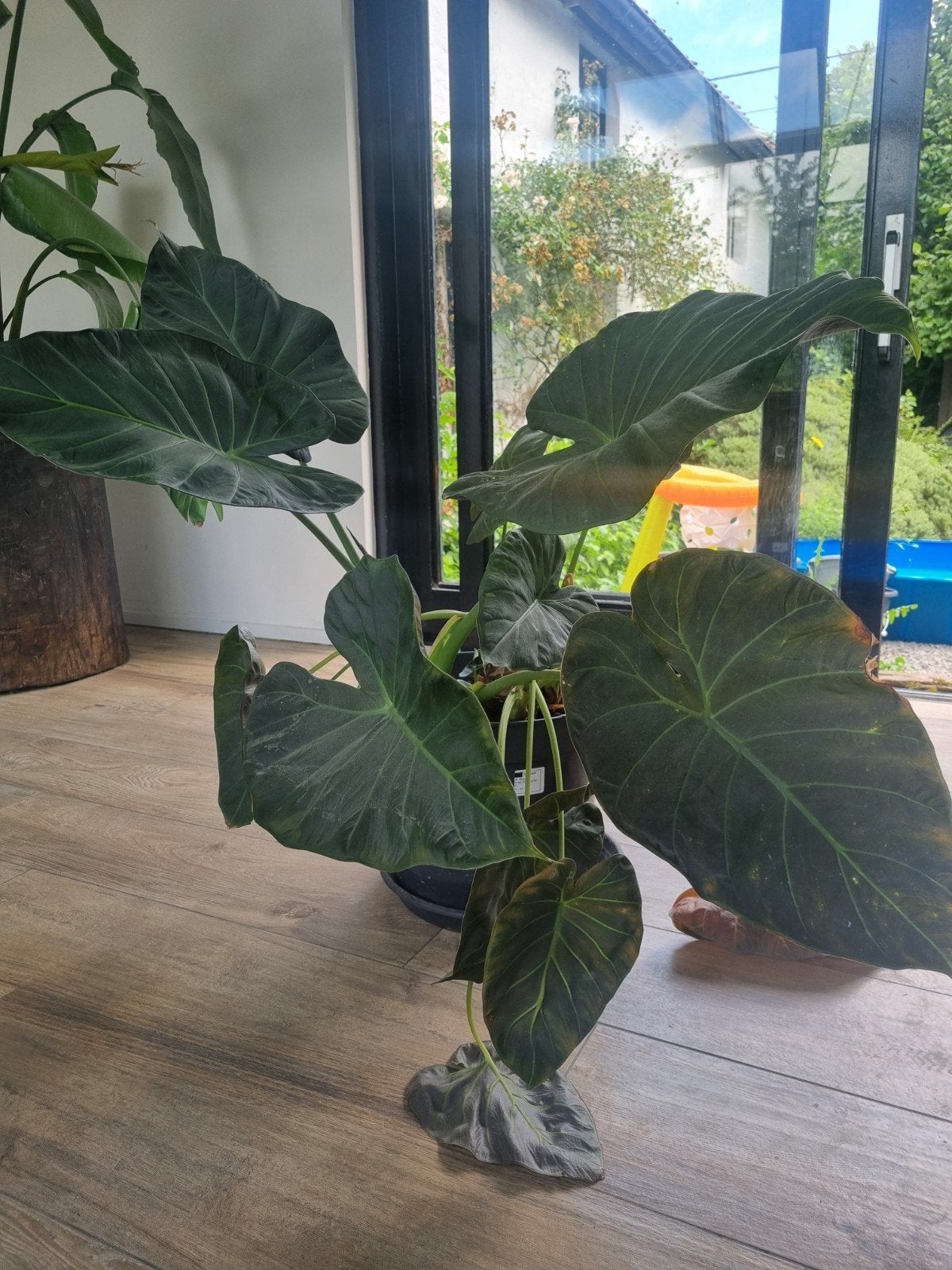 Alocasia kamerplant, Ophalen