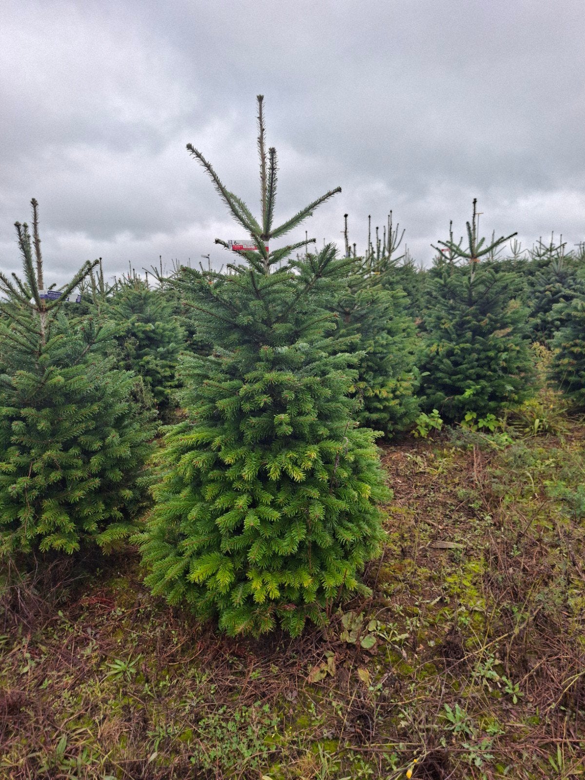 Achète sapin de noel, Jardin & Terrasse, Enlèvement ou Envoi