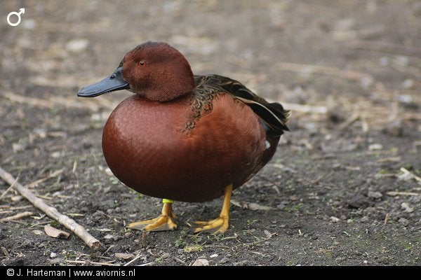eenden en ganzen kweek 2026, Canard