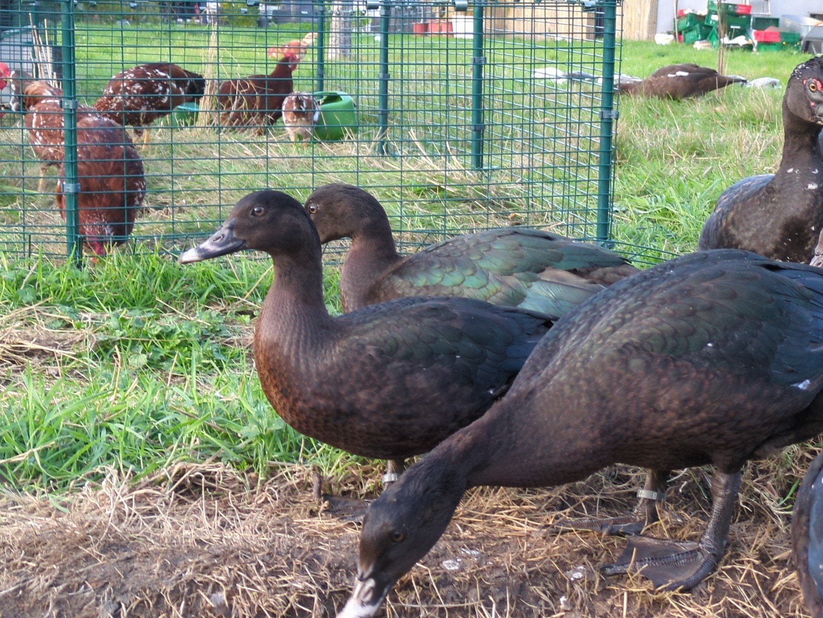 Wildvorm Muskuseenden, Plusieurs animaux, Canard