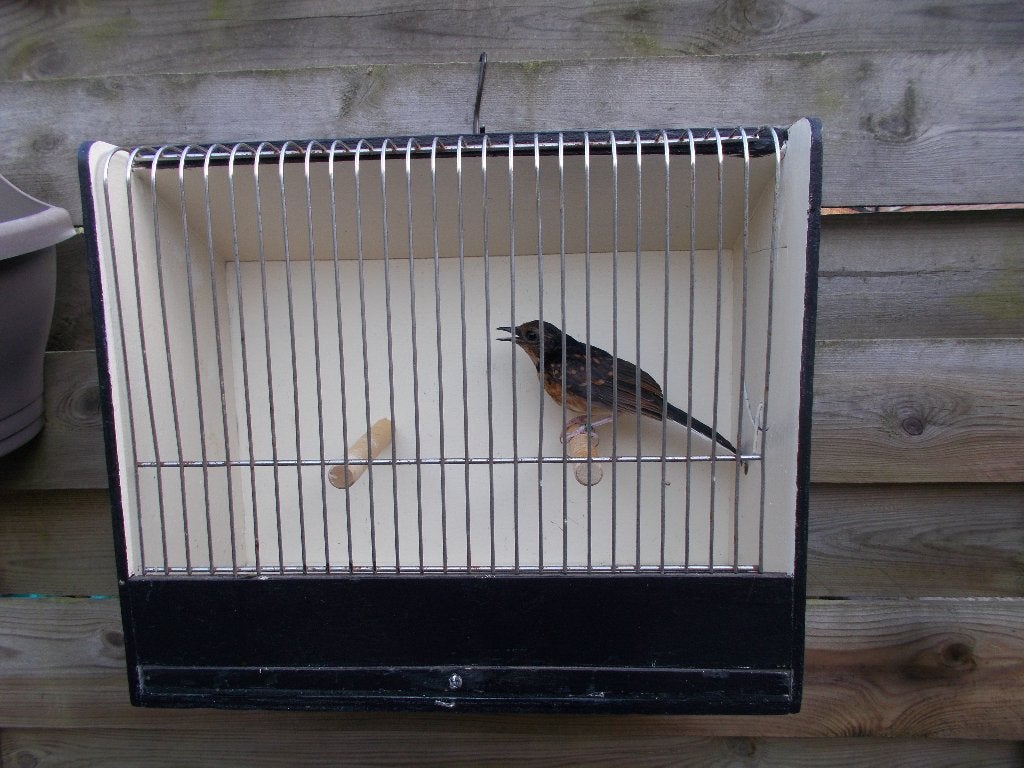Jonge shama lijsters., Dieren en Toebehoren, Meerdere dieren, Tropenvogel, Geringd