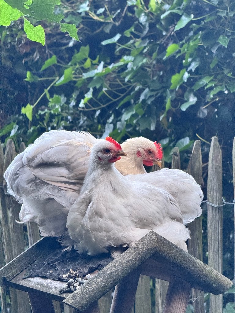 Jonge cochin  kriel hanen, Dieren en Toebehoren, Pluimvee, Mannelijk, Kip