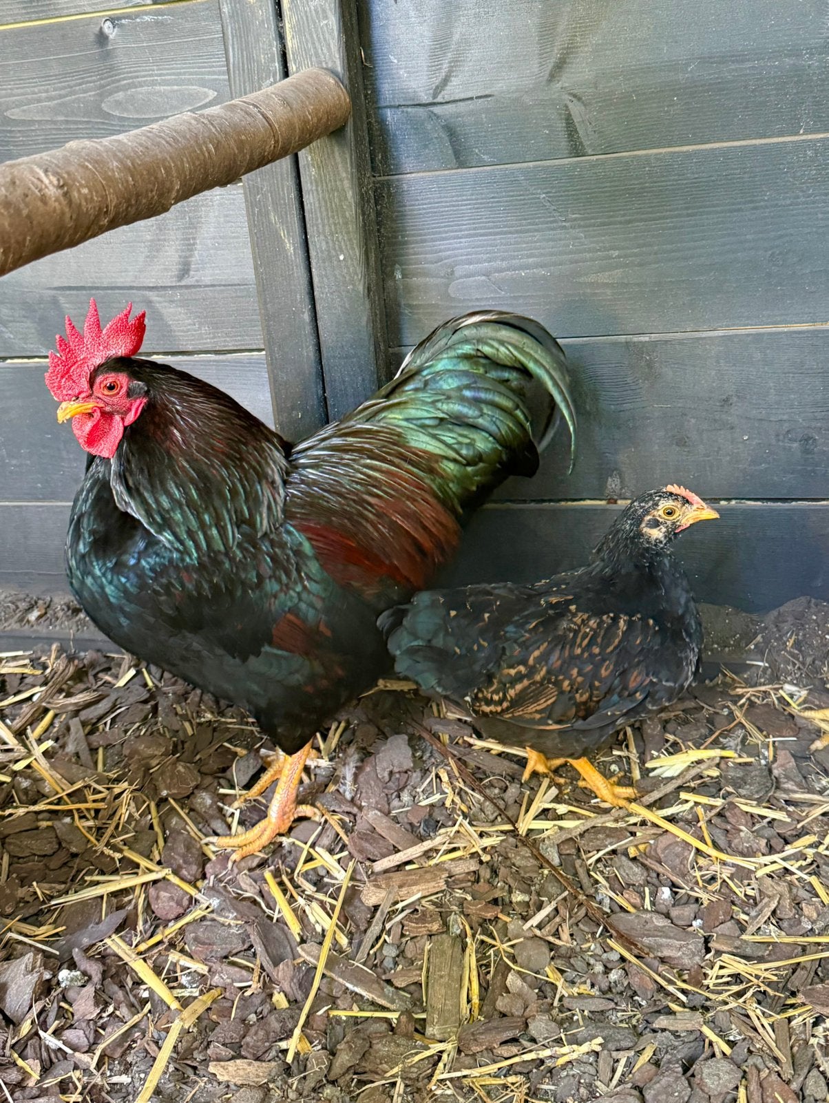 Barnevelder kriel haantjes