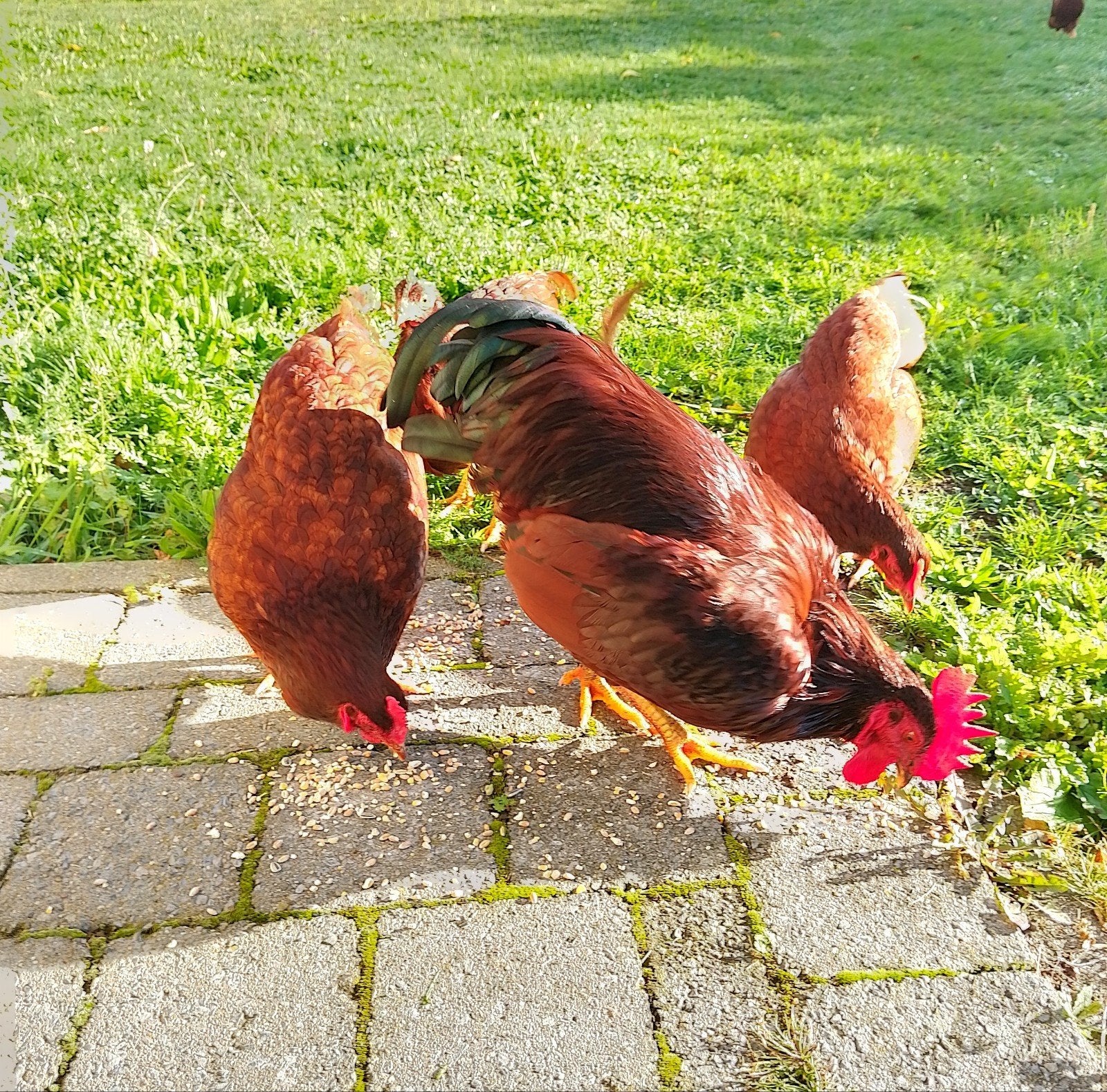 Rhode Island Red, Dieren en Toebehoren, Meerdere dieren, Kip