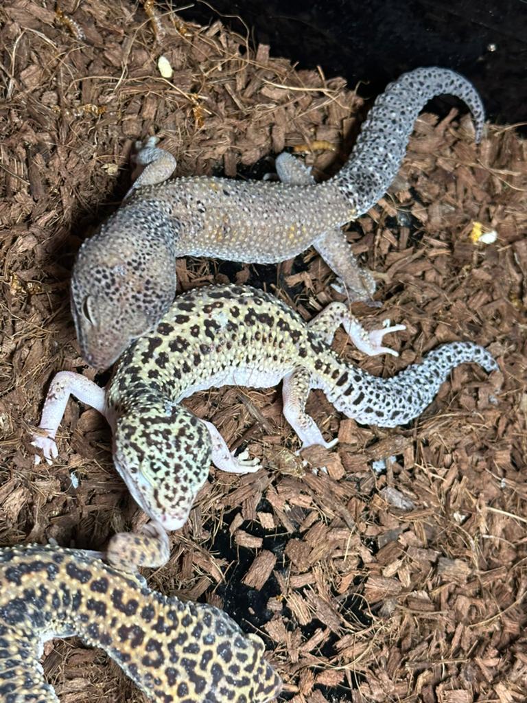 Luipaardgekko
