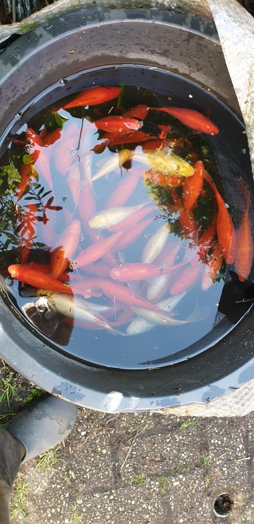 Goudvissen  15 tot 20 cm groot, Poisson(s) rouge(s)