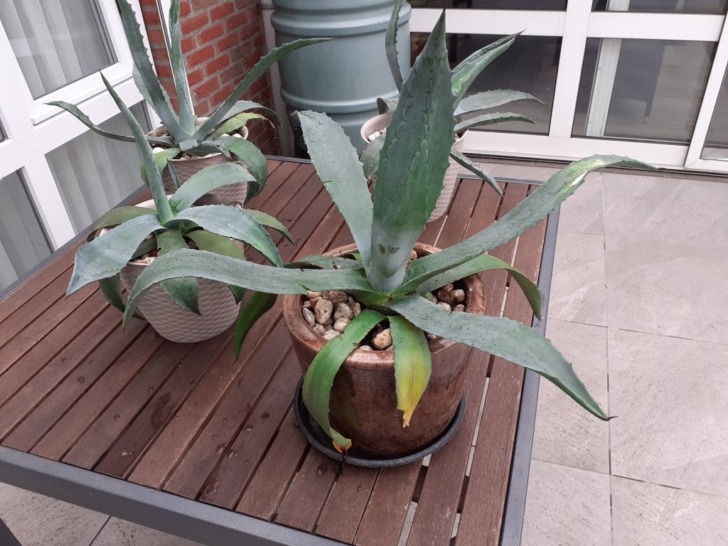 Planten, Huis en Inrichting, Kamerplanten, Ophalen, Vetplant, In pot, Minder dan 100 cm