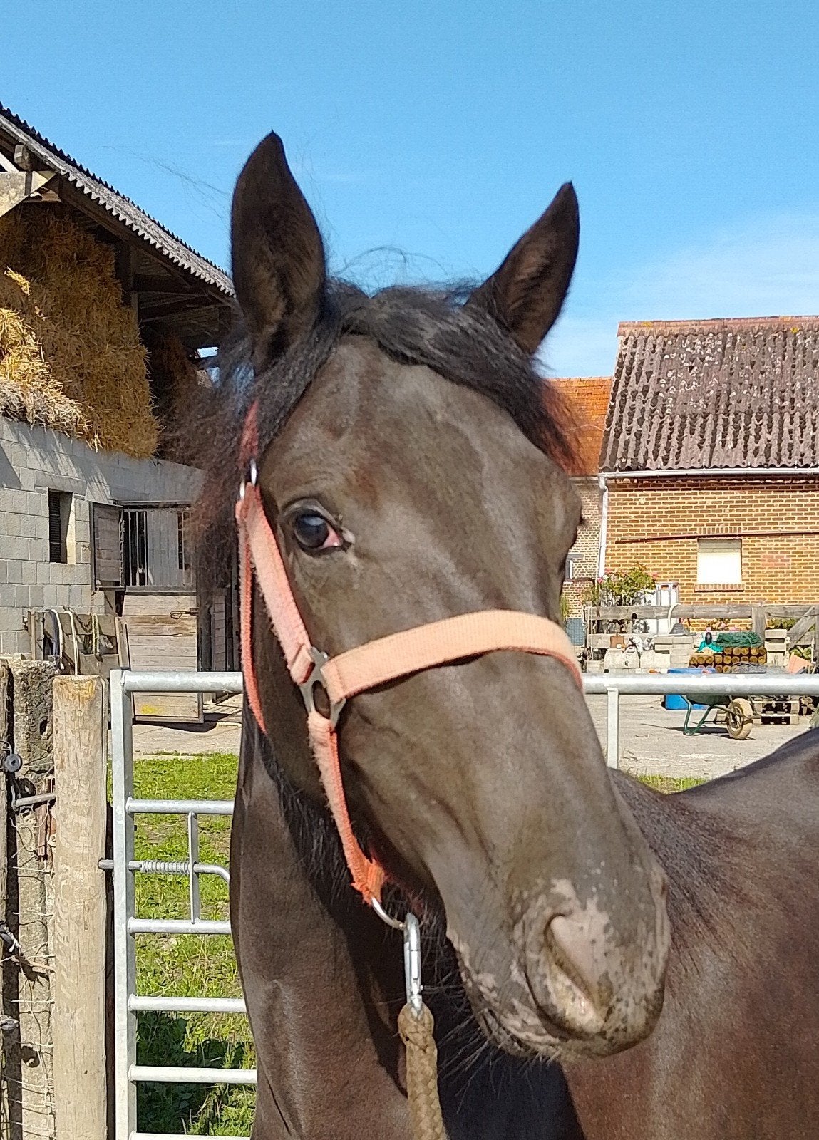 mooie merrie ( appaloosa), Jument, M