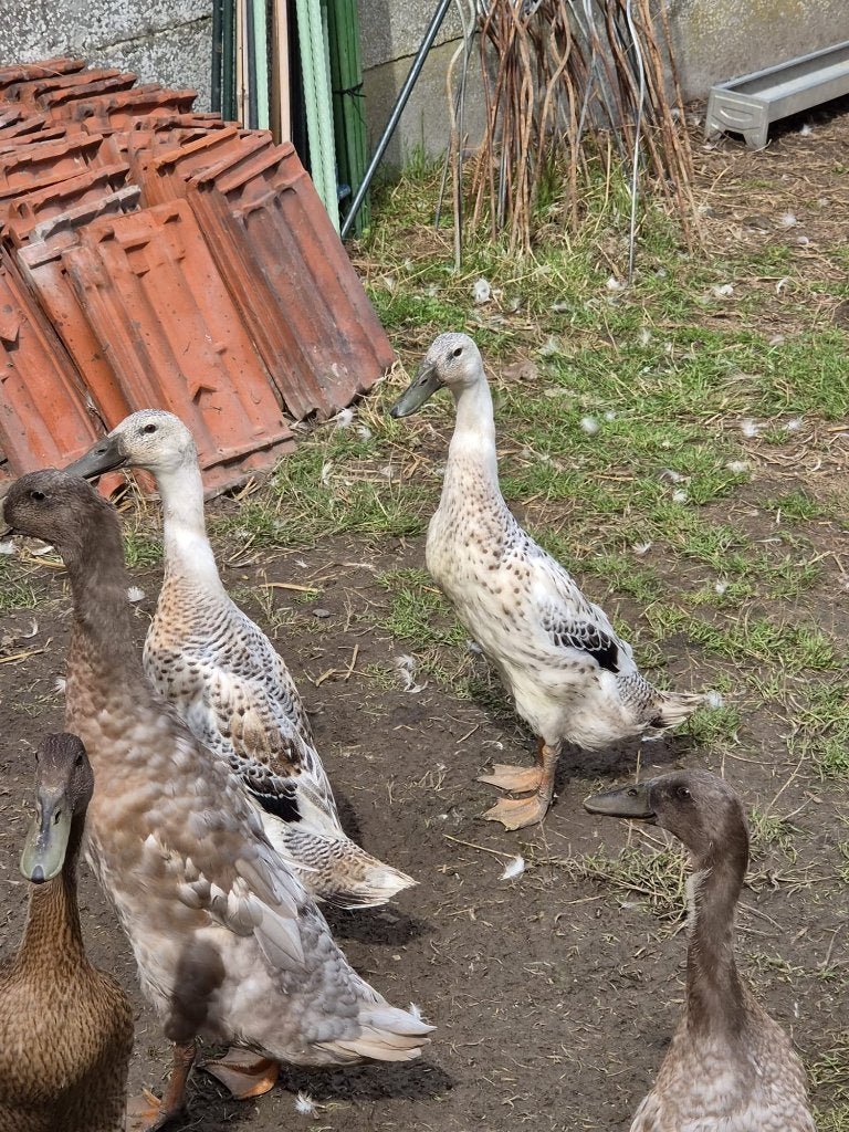 Loopeenden, Dieren en Toebehoren, Pluimvee, Meerdere dieren, Eend