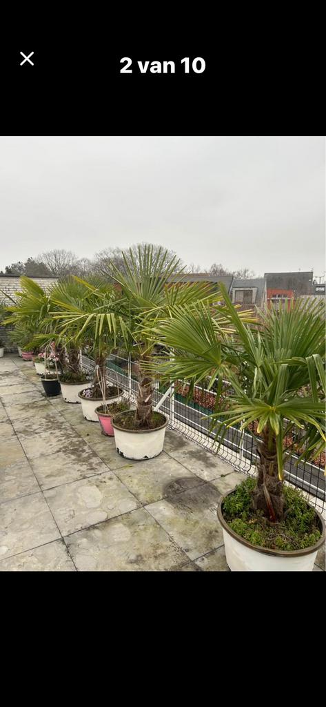 Partij palmen coniferen olifbomen, Tuin en Terras, Planten | Bomen, Ophalen, In pot