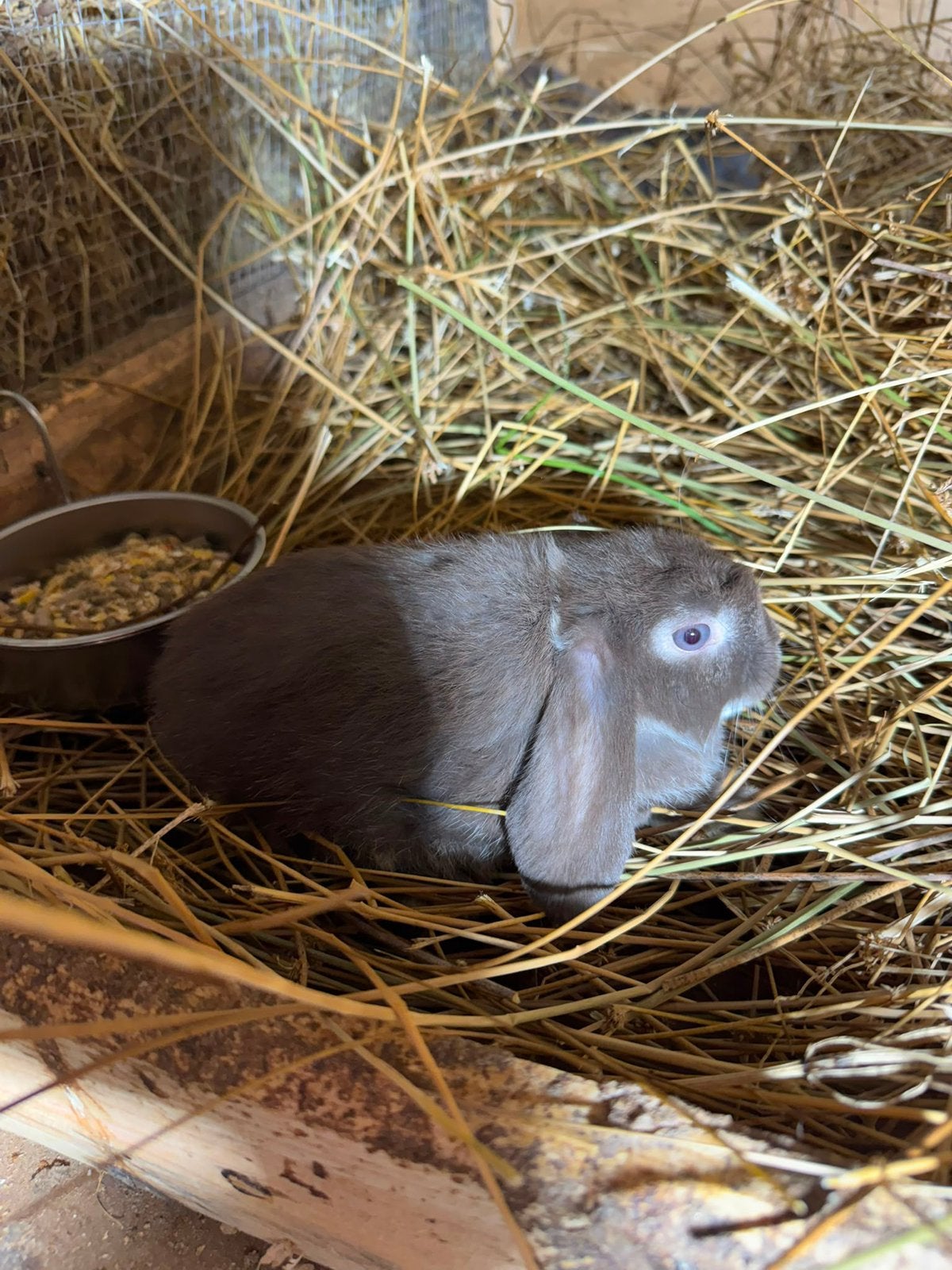 Nederlandse Hangoor Dwerg (NHD) rammetje, Dieren en Toebehoren, Dwerg, Hangoor