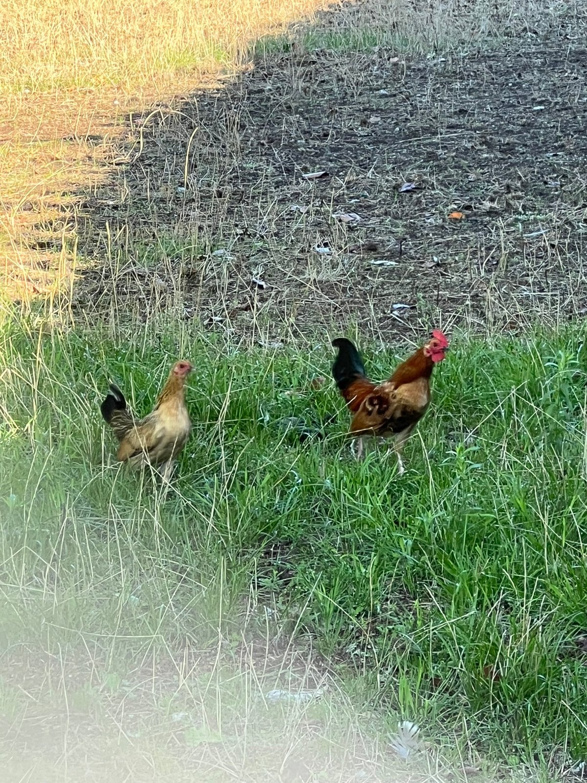 Mooi klein blijvend trio krieltjes, Dieren en Toebehoren