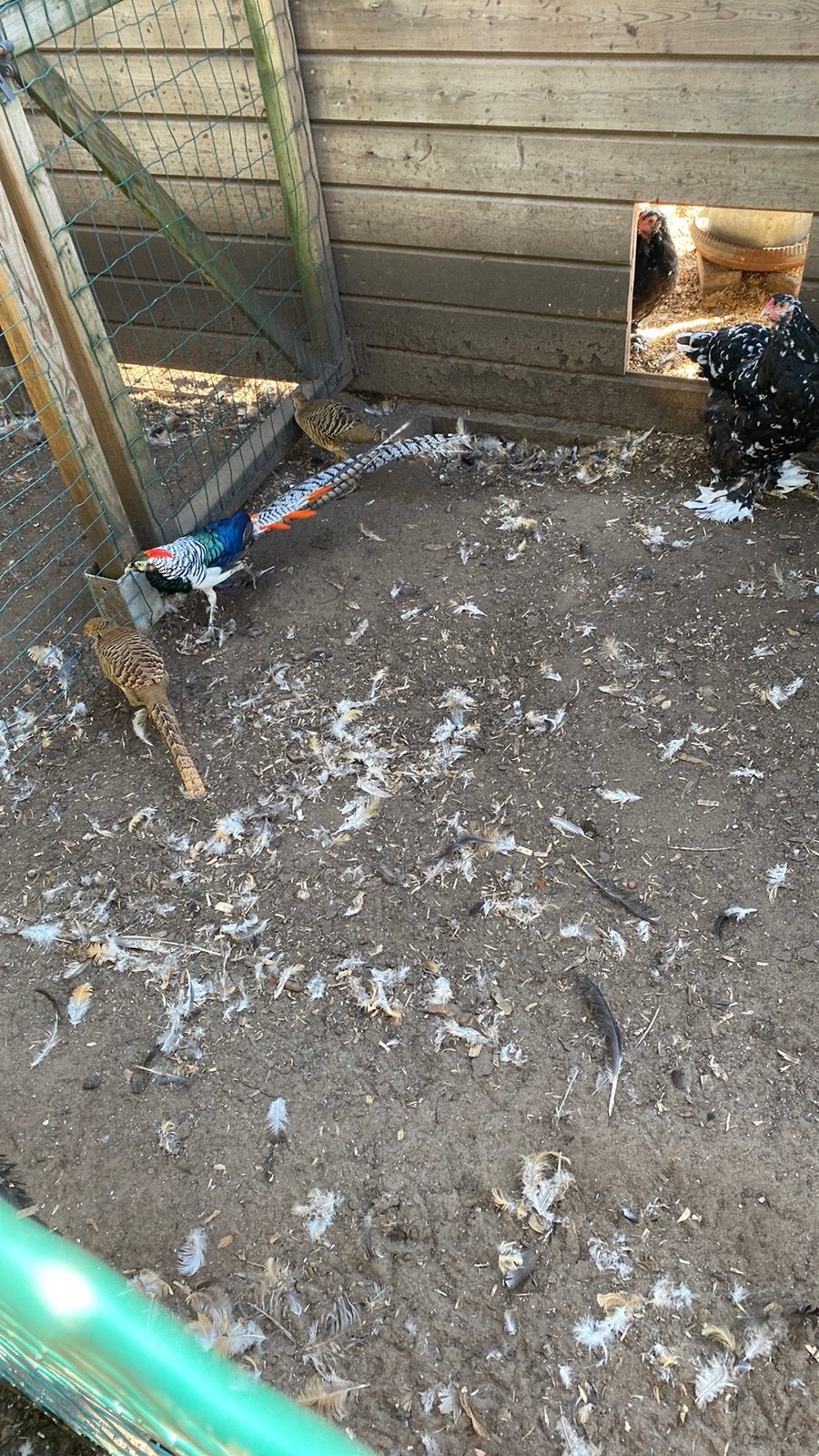 Fazanten, Dieren en Toebehoren