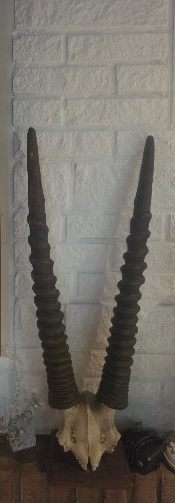 Decoratieve hoorns, Enlèvement, Comme neuf, Autres, Crâne