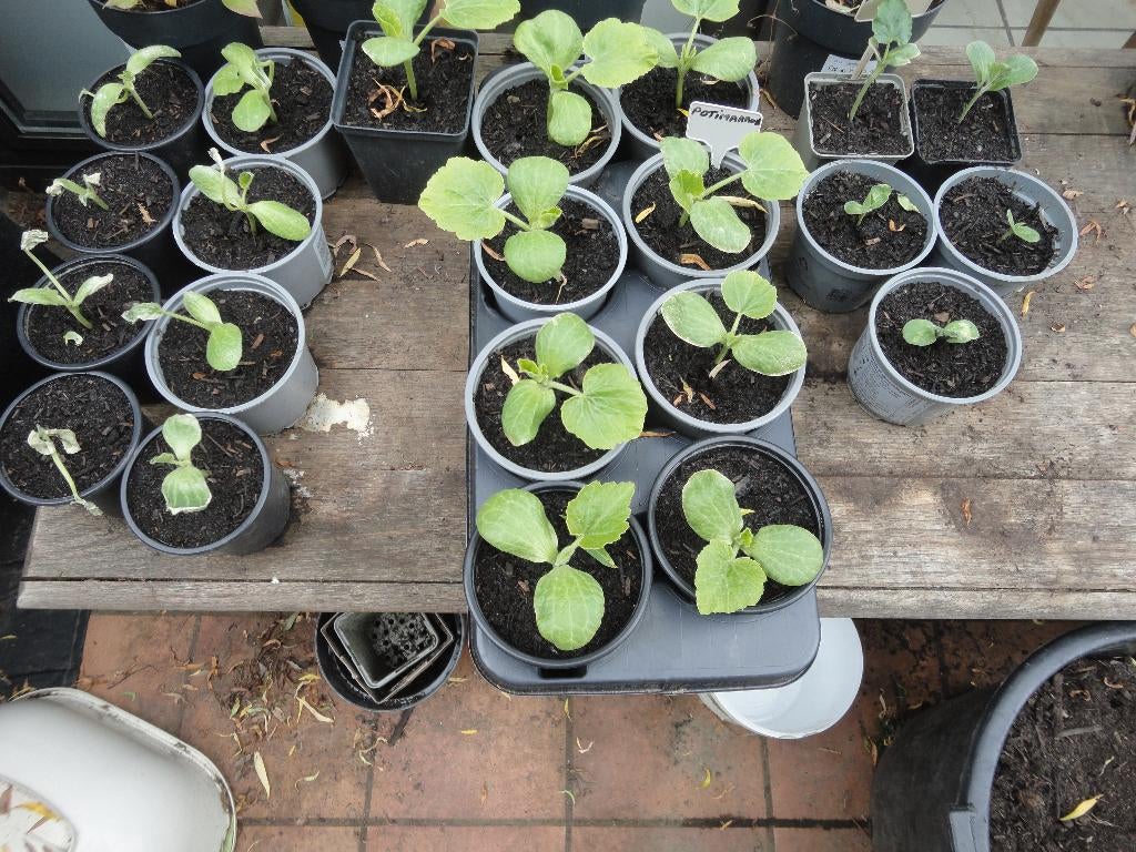 Plan de Potimarron, Butternut, Tomate, Tuin en Terras, Ophalen, Volle zon, Zomer, Groenteplanten