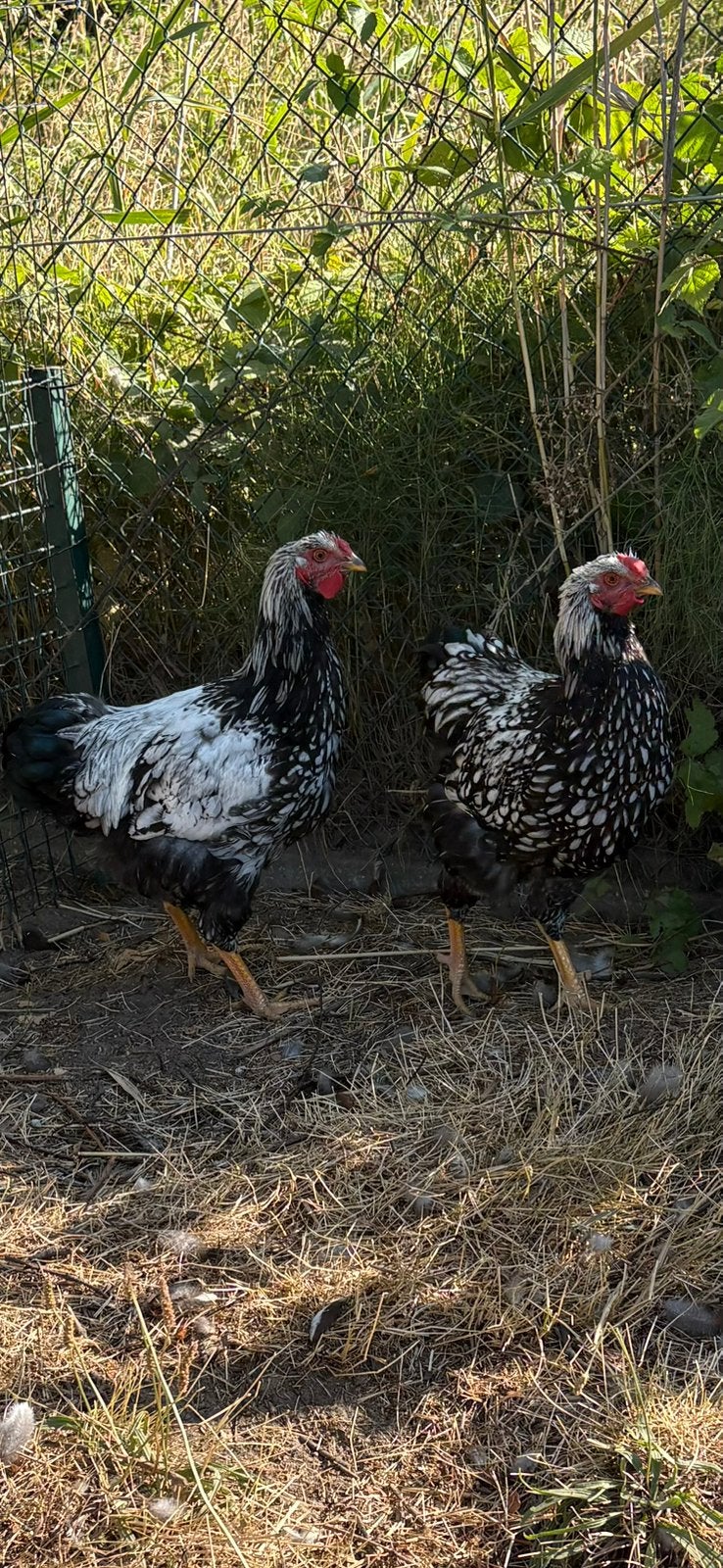 Wyandotte hanen, Mâle, Poule ou poulet