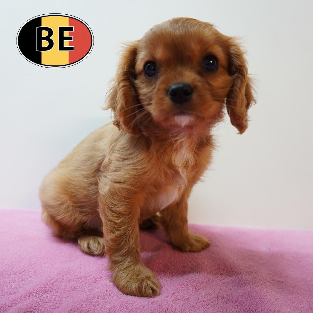 Cavalier King Charles - Petits cœurs pleins d'amour à vendre, Commerçant, Autres races, 8 à 15 semaines, Plusieurs
