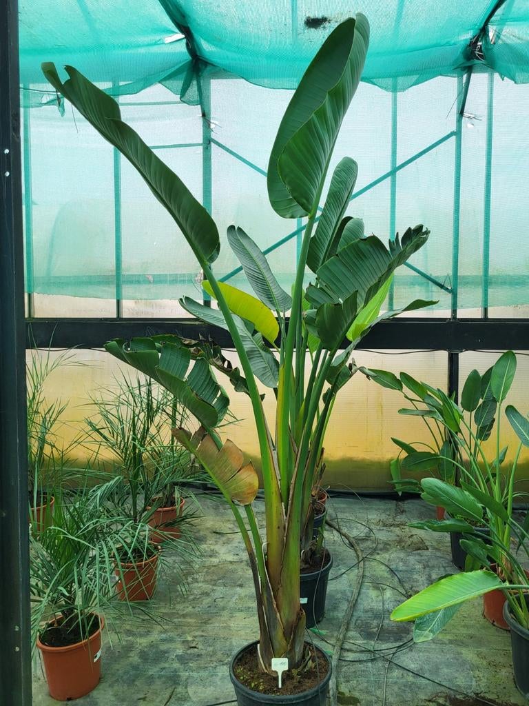 Strelitzia augusta, hauteur 2,5 m, Enlèvement
