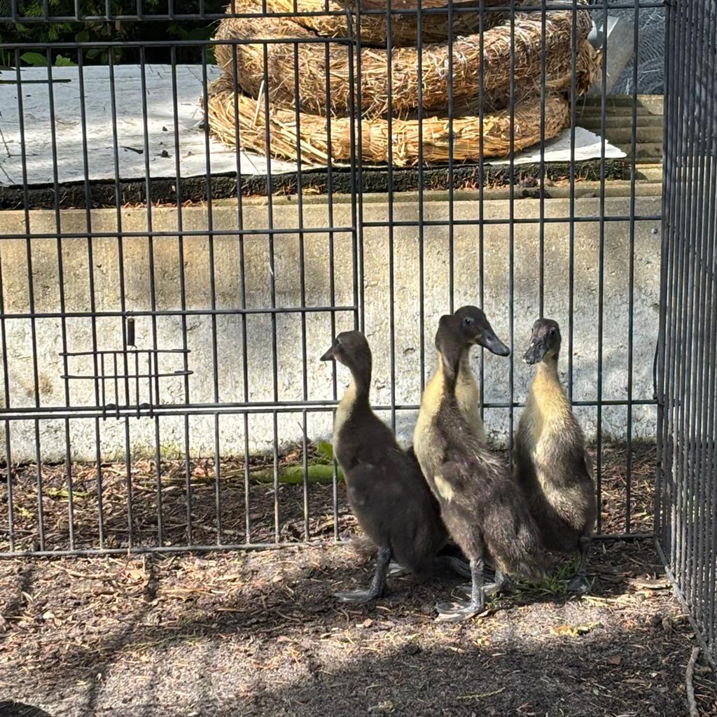 2 indische loopeenden, Dieren en Toebehoren, Pluimvee, Eend, Geslacht onbekend