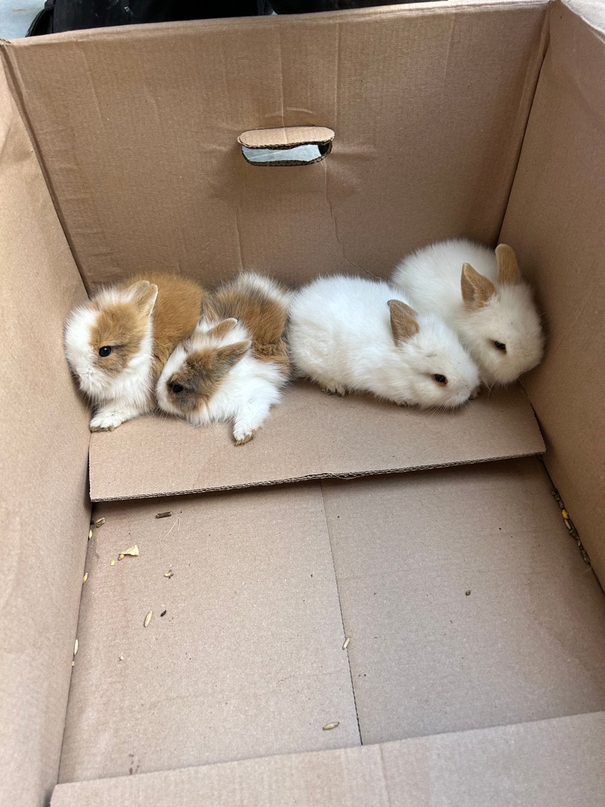 Lapin tete de lion bébé, Plusieurs animaux, Nain, 0 à 2 ans