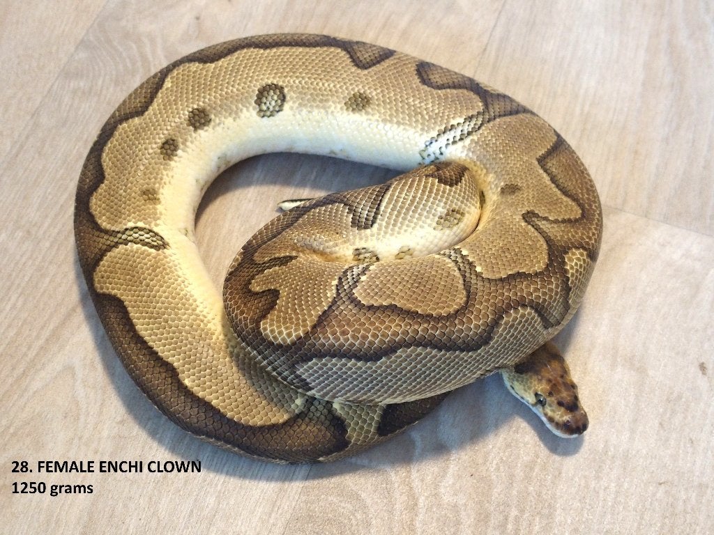 Koningspythons halfwas en volwassen kweekdieren deel 2 Ball Python photo 4