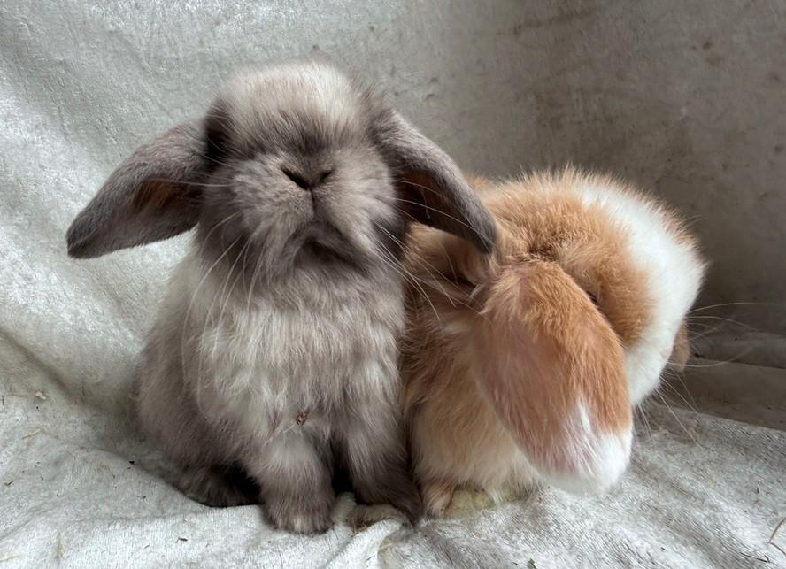 Echte eyecatchers super mooi lief handtam Minilop koppeltje, Meerdere dieren, Klein, Hangoor, 0 tot 2 jaar