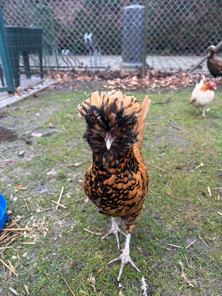 Broedeieren Padua kriel ( GRATIS VERZENDING), Dieren en Toebehoren, Pluimvee, Kip
