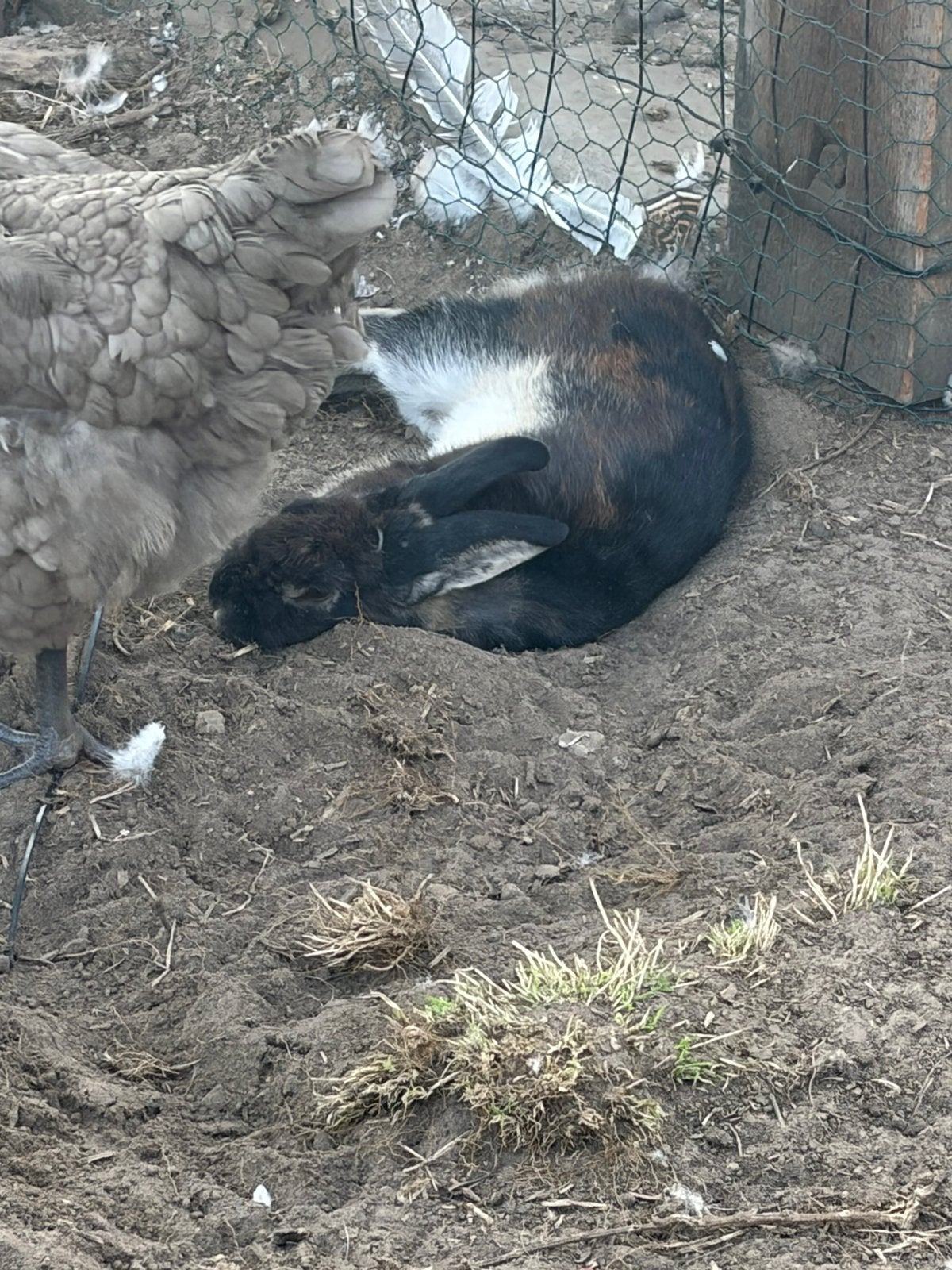 Dwerg konijntje ram, Mannelijk, Dwerg, 0 tot 2 jaar