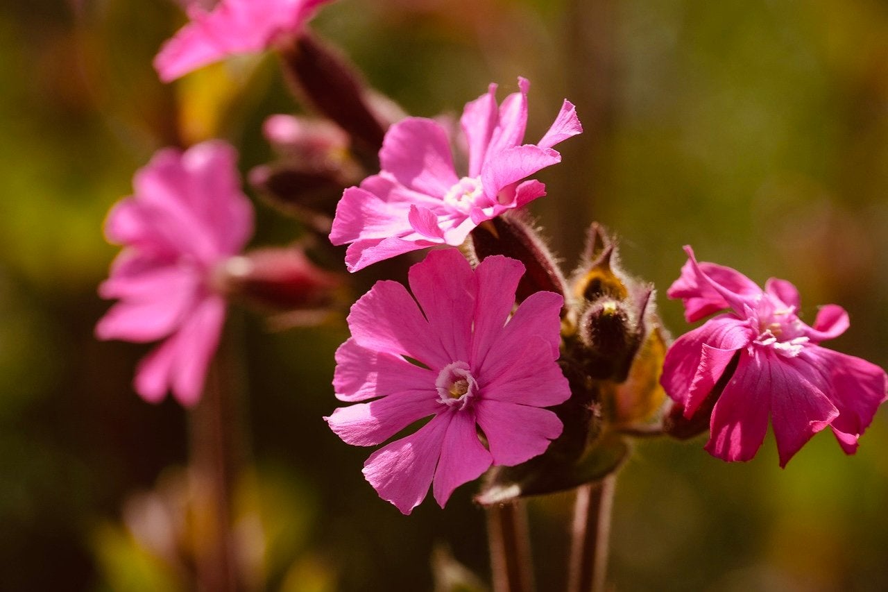 Dagkoekoeksbloem | Zaden uit eigen gifvrije tuin, Ophalen of Verzenden, Voorjaar, Halfschaduw, Zaad