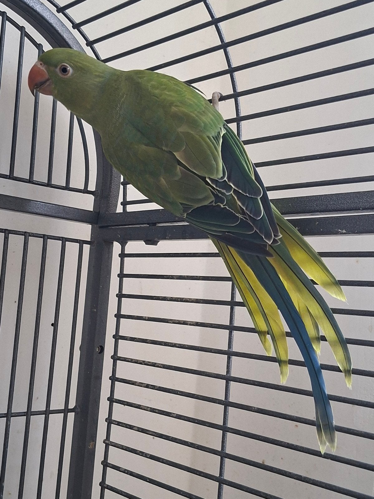 Perruche à collier Femelle, Animaux & Accessoires, Oiseaux | Perruches & Perroquets, Femelle, Perruche
