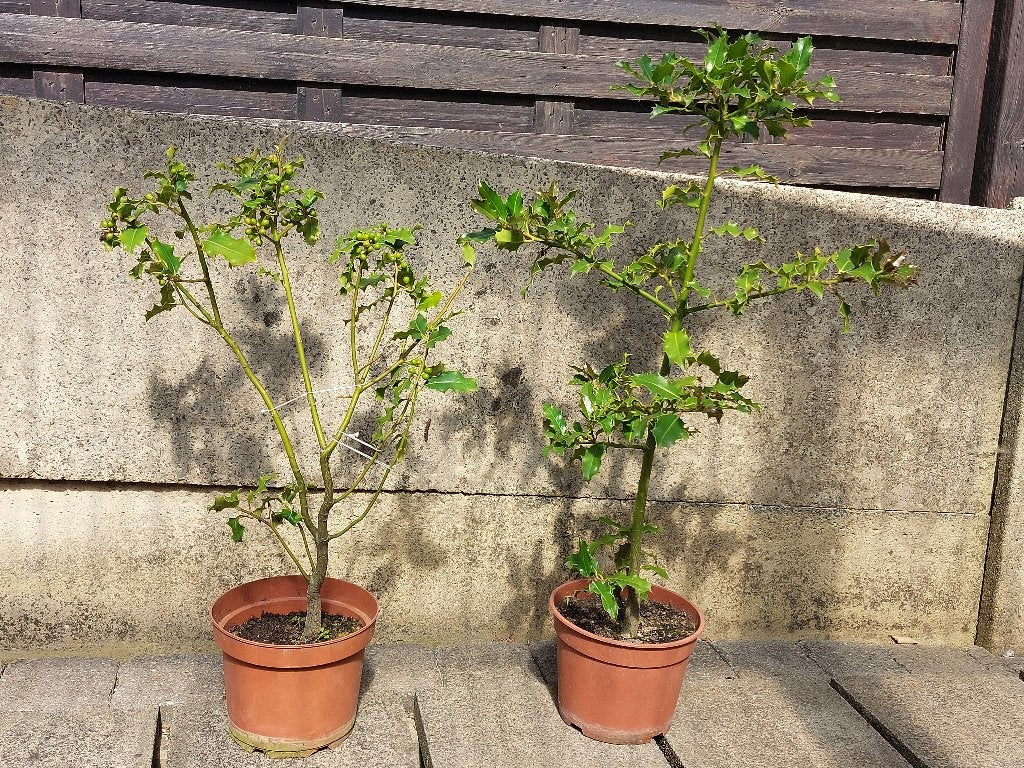 Houx - 10 € le pot, Enlèvement, Houx, Arbuste, Moins de 100 cm