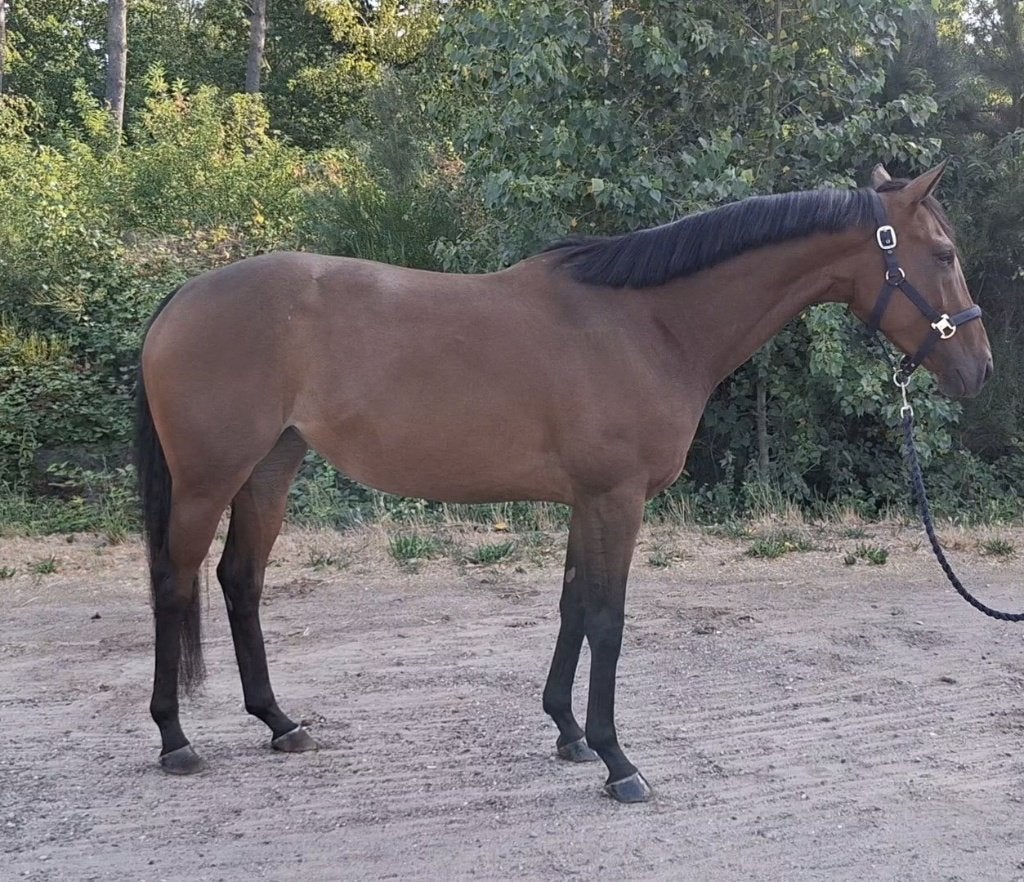 5 jarige allround merrie, Dieren en Toebehoren, Paarden, Merrie, Zadelmak, Minder dan 160 cm, 3 tot 6 jaar, Recreatiepaard, Met stamboom