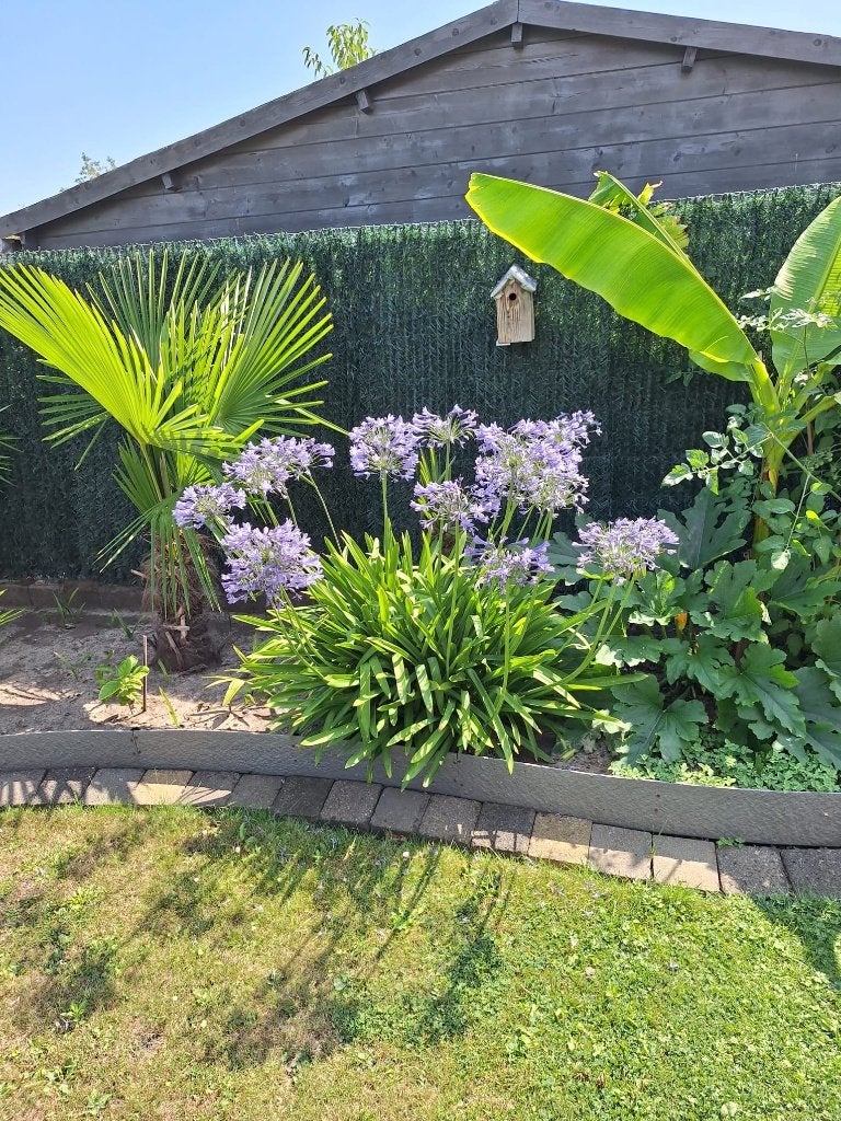 Tuinplanten, Tuin en Terras, Planten | Tuinplanten, Ophalen