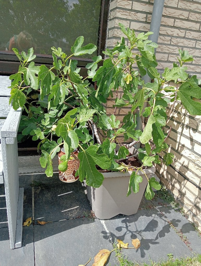Vijgenboom, Ophalen, Vijgenboom