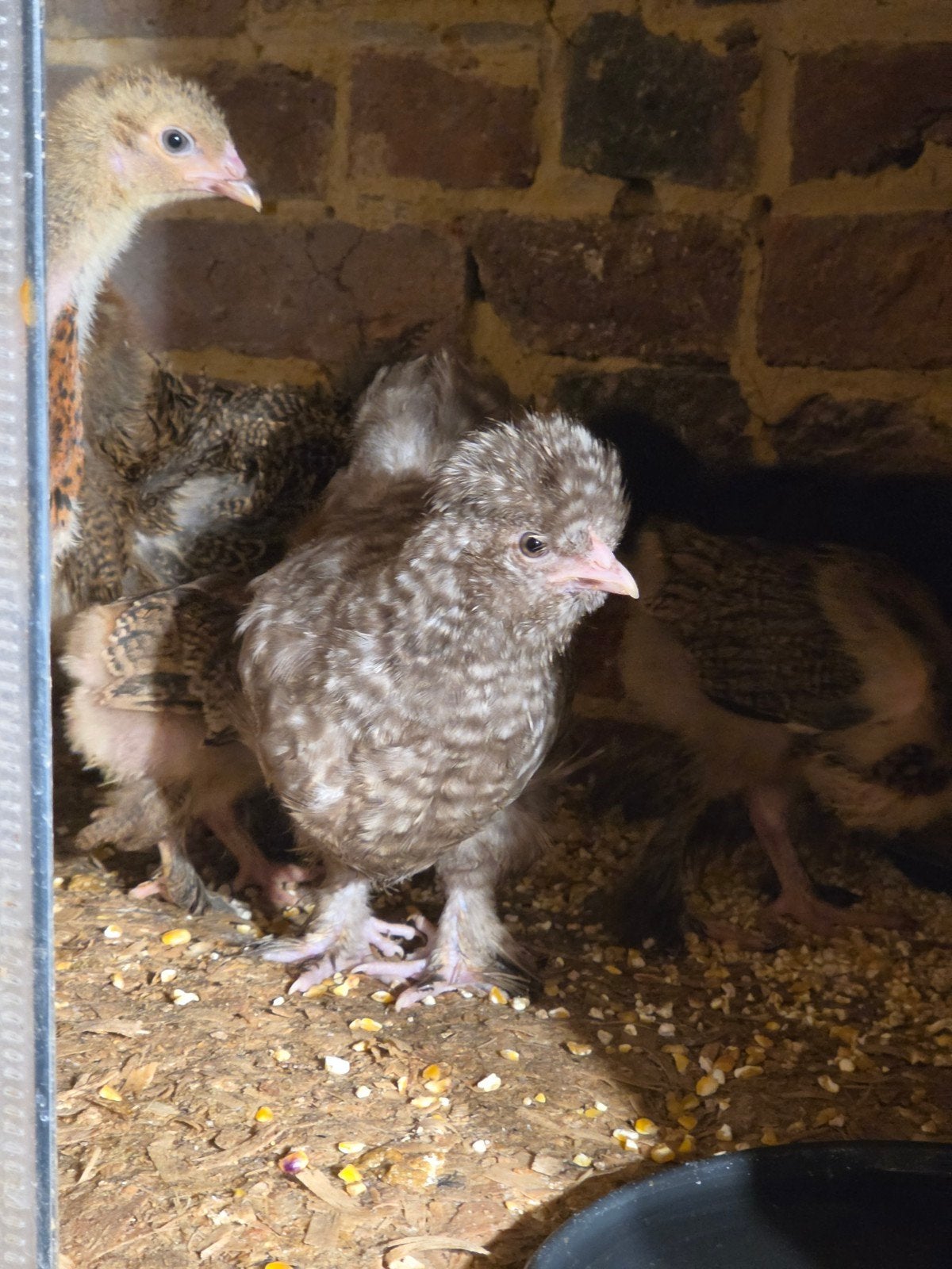 Sierkippen kuikens – Araucana, Brahma, Cochin & meer, Dieren en Toebehoren, Pluimvee