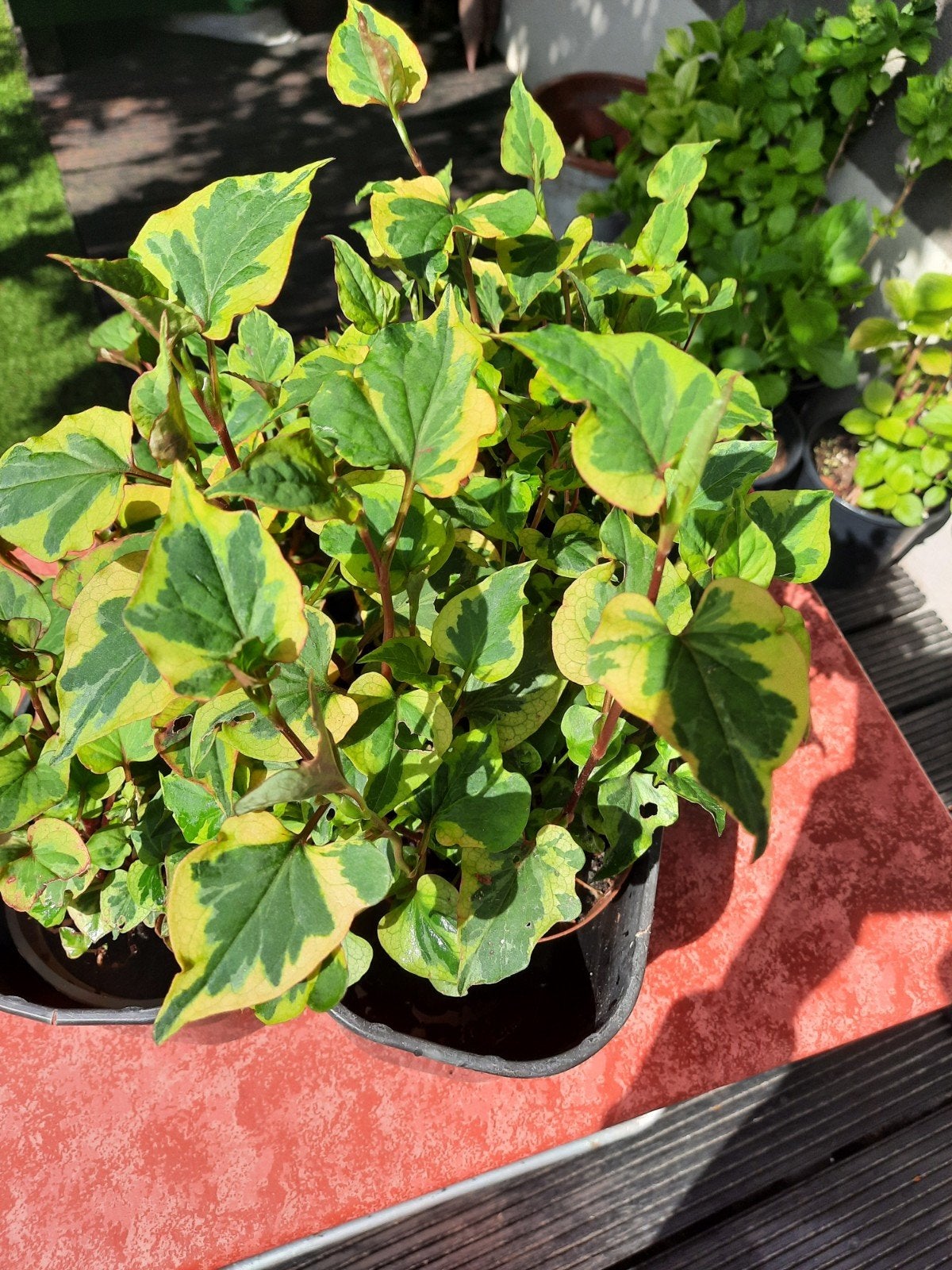 Vijverplant Aquiflora genoemd word 40 cm hoog, Tuin en Terras, Ophalen, Zomer