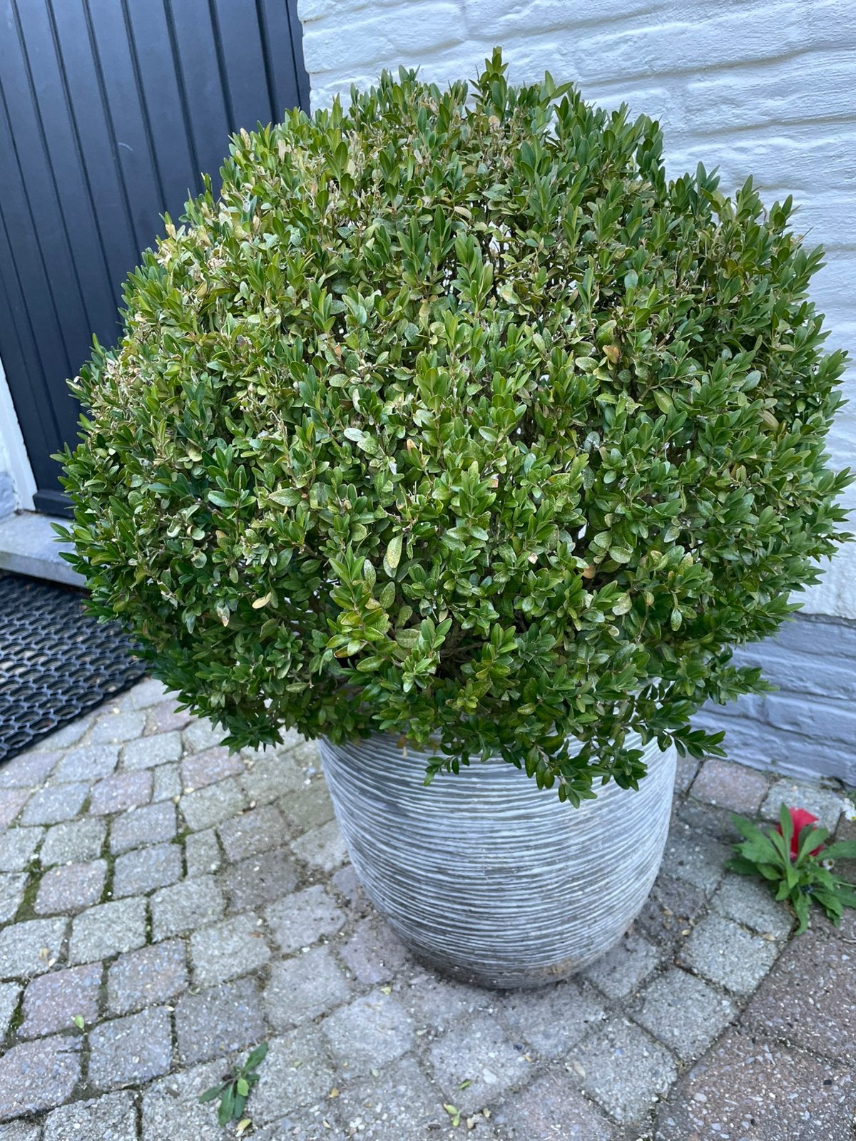 Buxusbol 50cm in pot + 2e gratis, Tuin en Terras, Ophalen, Buxus