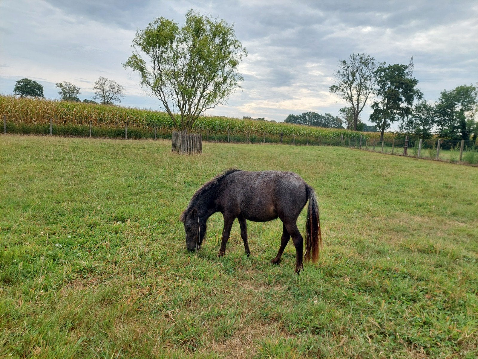 Zoeken een minipaardje, Dieren en Toebehoren, Merrie, Niet van toepassing, 0 tot 2 jaar, A pony (tot 1.17m)