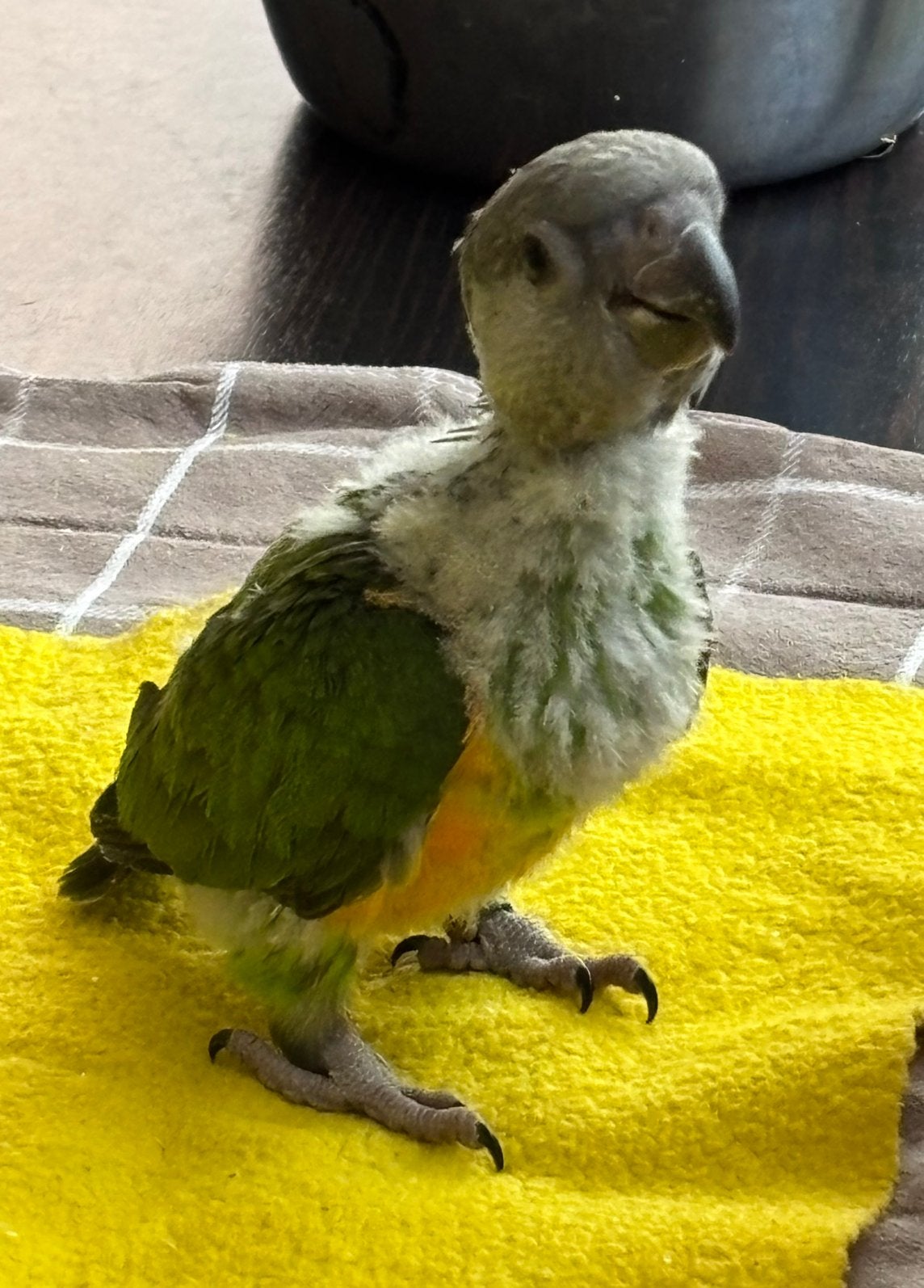Tamme jonge bonte boer pop, Dieren en Toebehoren, Vogels | Parkieten en Papegaaien, Papegaai, Meerdere dieren, Tam, Geringd