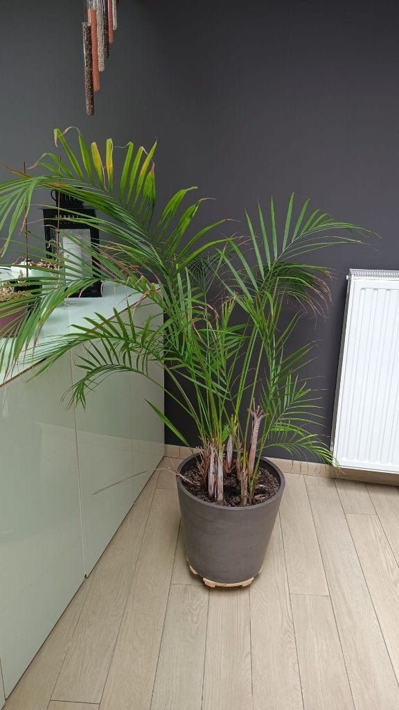 Plantes d 'intetieur, Tuin en Terras, Ophalen