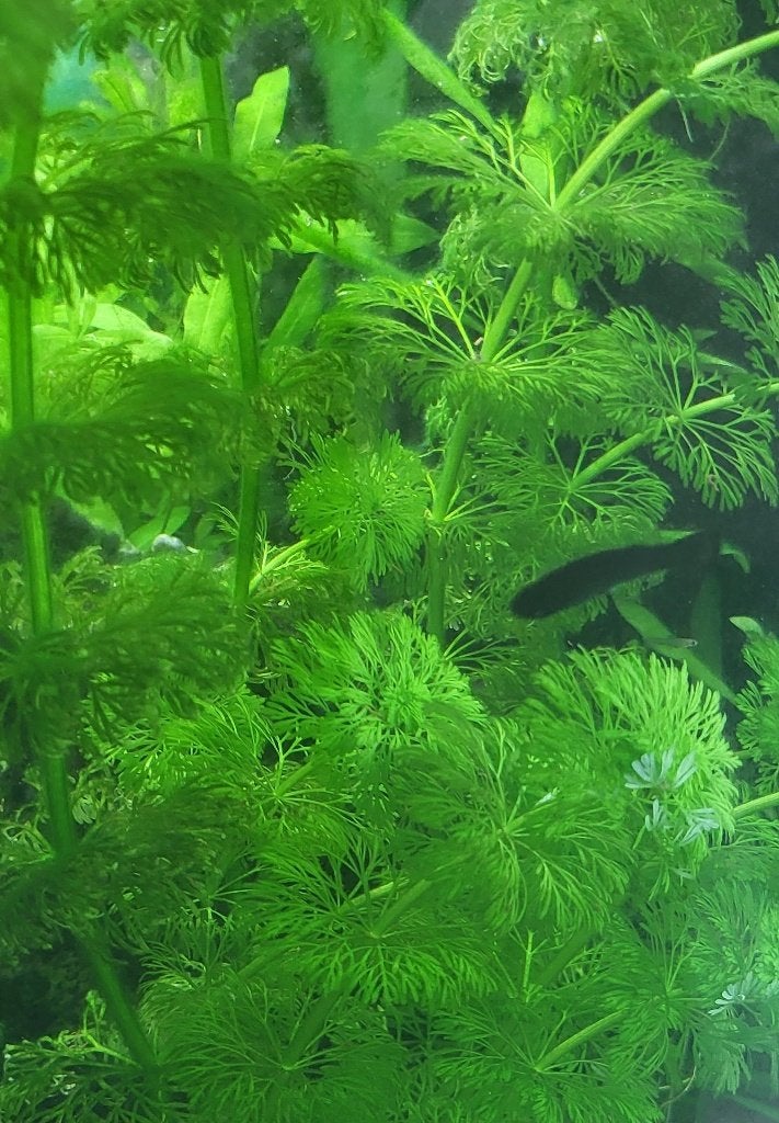 limnophila aquarium planten - prijs per stuk ,, Enlèvement, Plante(s), Pierre ou Bois
