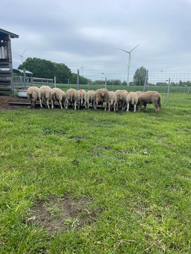 Mooie rammen te koop, Mannelijk, Schaap, 0 tot 2 jaar