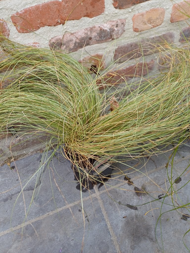 1 carex coman frosted curls, Enlèvement