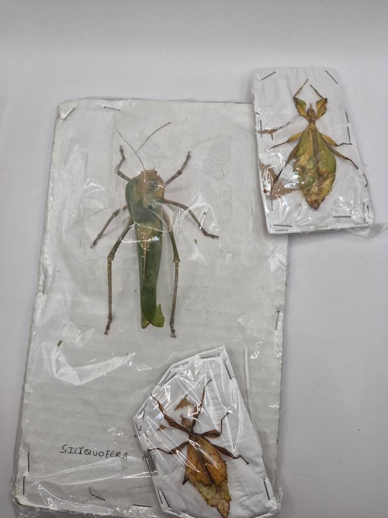 Insectes feuilles collection, Collections, Enlèvement ou Envoi, Comme neuf, Insecte, Autres types
