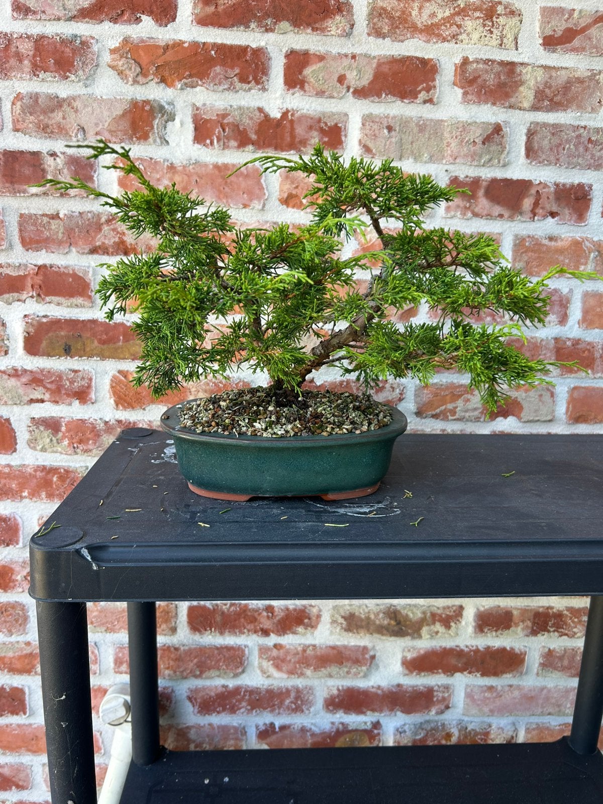 Bonsai itoigawa, Ophalen