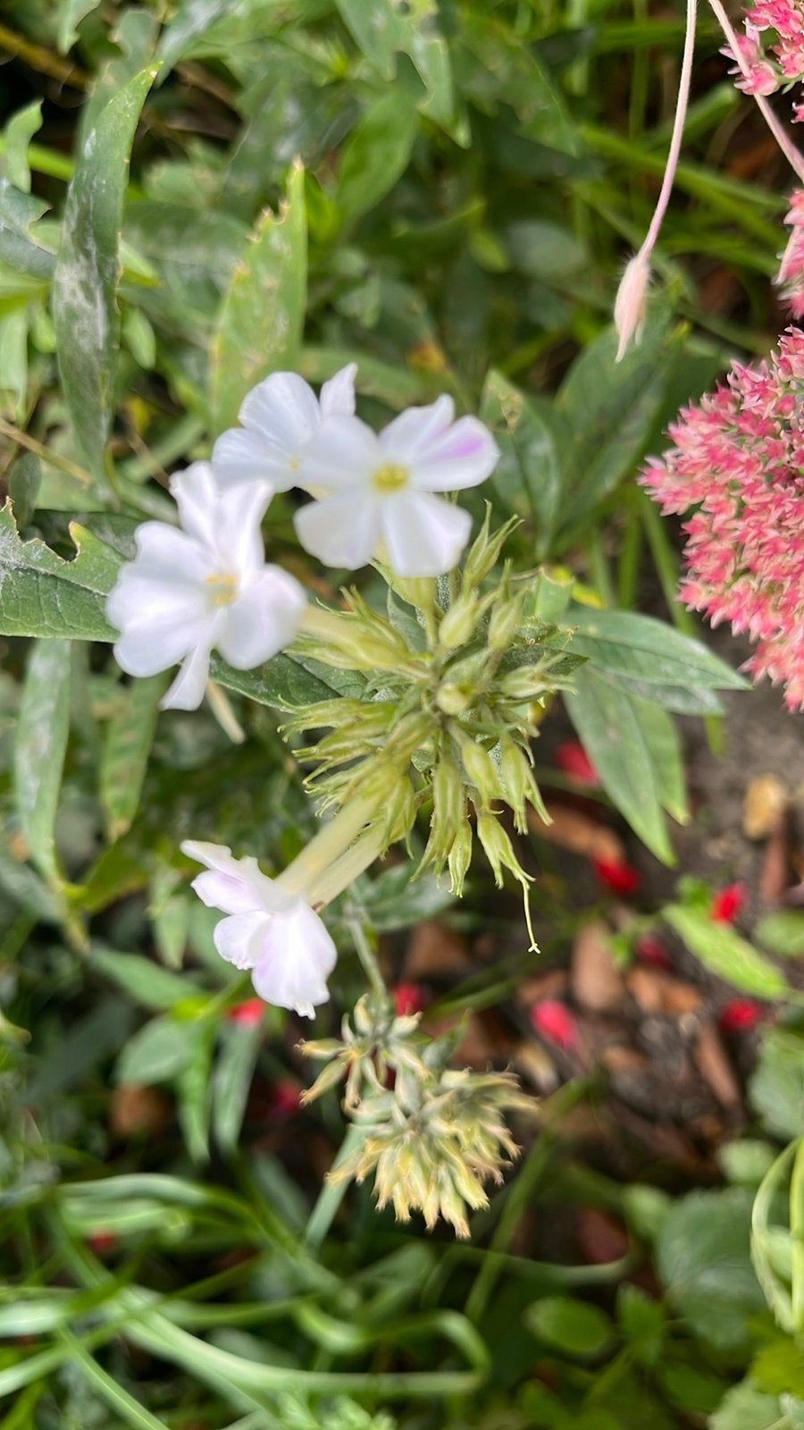 Phlox of vlasbloem in witte kleur hoogte ca 60 cm, Tuin en Terras, Volle zon, Vaste plant, Zomer, Ophalen