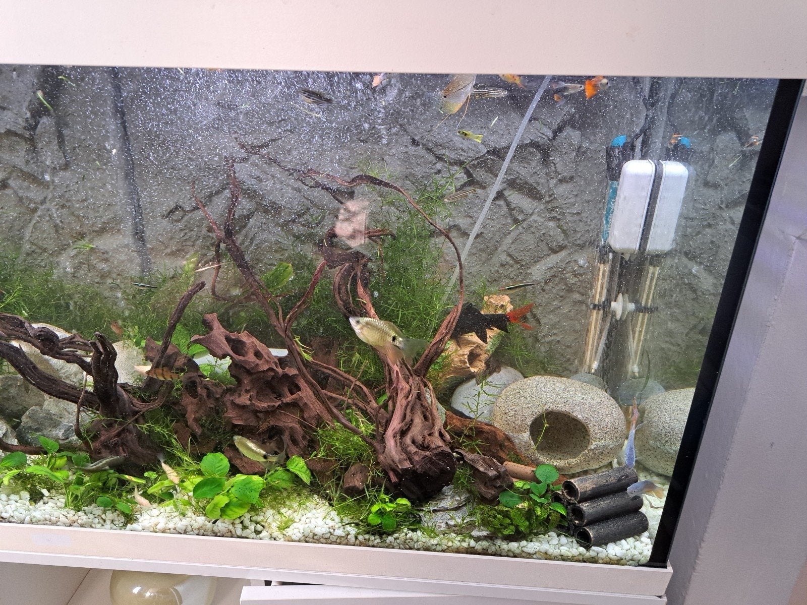 aquarium exotique full complet 120/43/128, Ophalen, Pomp, Superfish, Gevuld zoetwateraquarium
