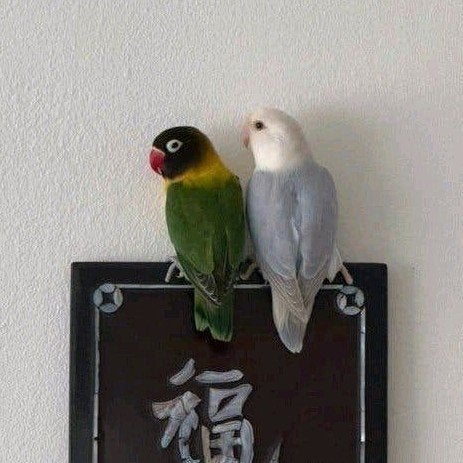2 agapornissen te koop, Meerdere dieren, Dwergpapegaai of Agapornis, Tam