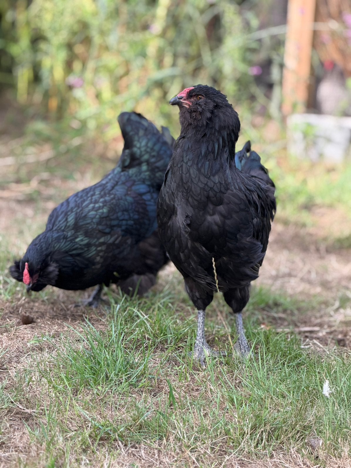 Ameraucana koppel, Dieren en Toebehoren