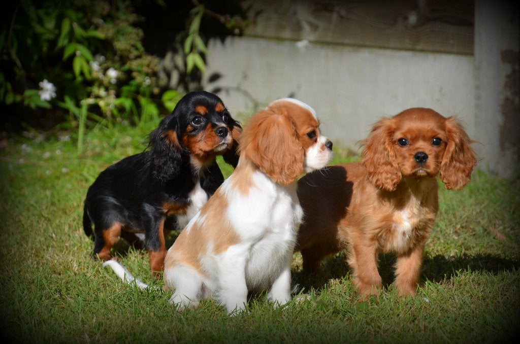 Cavalier King Charles Spaniel pups, Dieren en Toebehoren, Parvo, België, Reu, 8 tot 15 weken